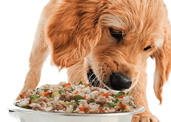 Comida natural para perros