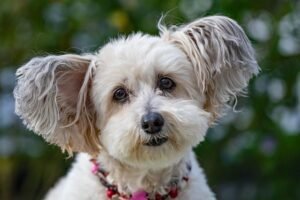 Causas Comunes de la Ansiedad en Perros y Como Prevenirla