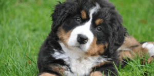 Los 5 sentidos de los perros: cómo perciben el mundo