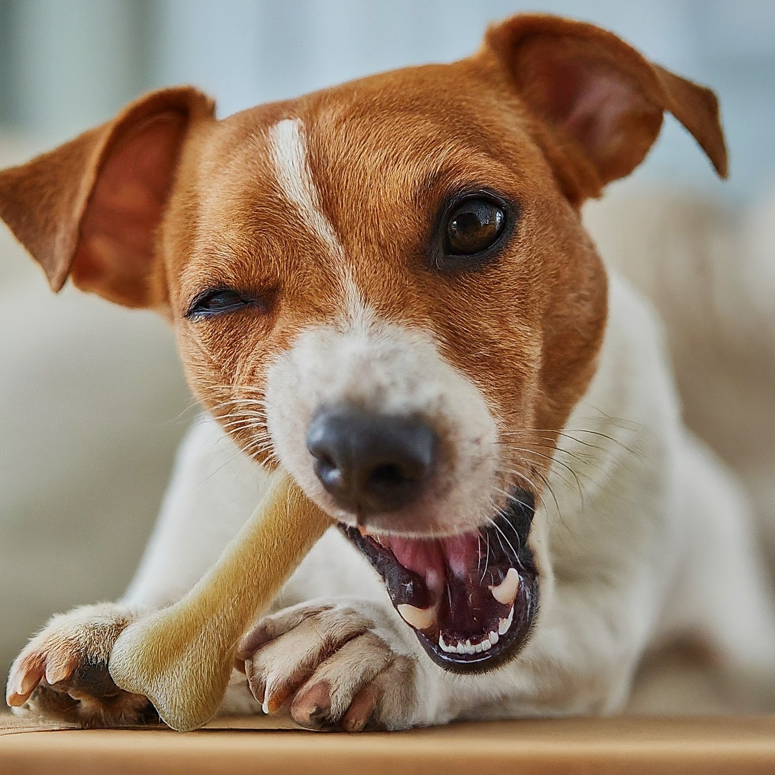 higiene dental para perros