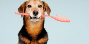 Lavarle los Dientes a tu amigo Perruno, Sí o No?