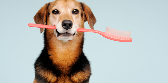 Higiene dental para perros