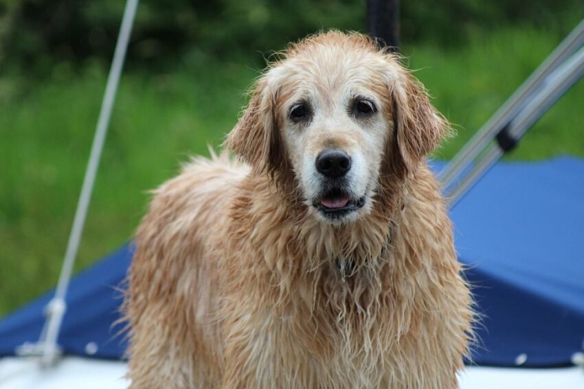 perro mojado al aire libre.