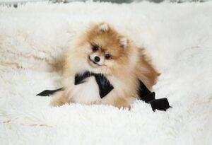 Como Bañar Correctamente a un Pomerania y Chihuahua sin Errores Comunes