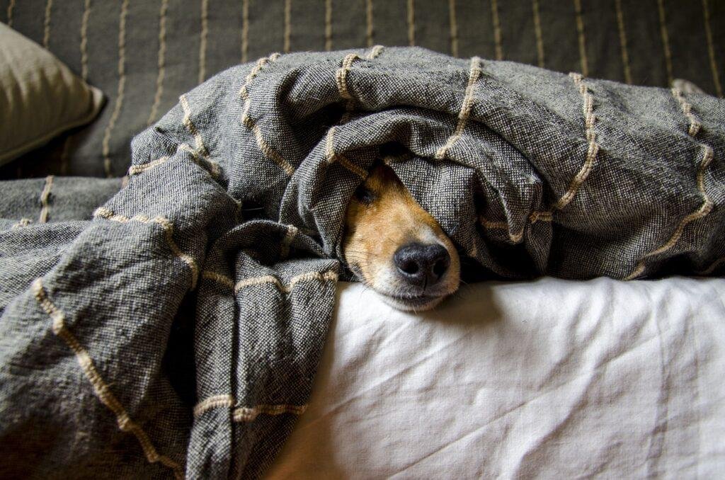 Dormir con tu perro en la cama. Si o no?
