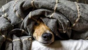 Arriba de la cama o en su cucha, dónde duerme tu mascota?