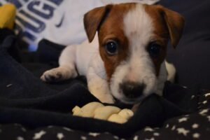 Historias que Nos Marcan: El Amor Incondicional de un Perro