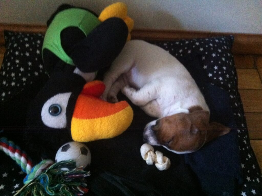 Doby, mi primer perrito, un Jack Russell Terrier. 