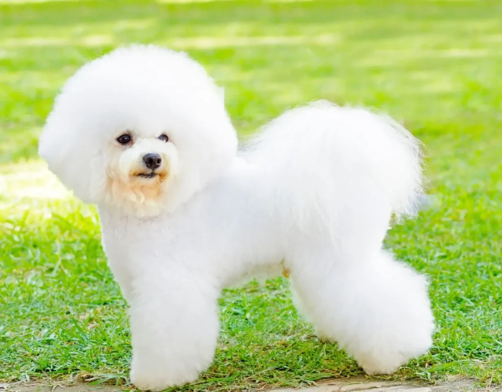 bichon frise blanco posando en el pasto
