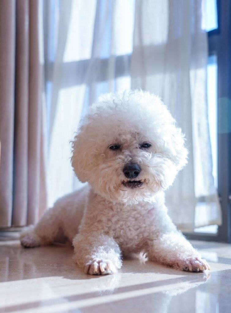 Hablemos de diversidad. 1 Bichon frise