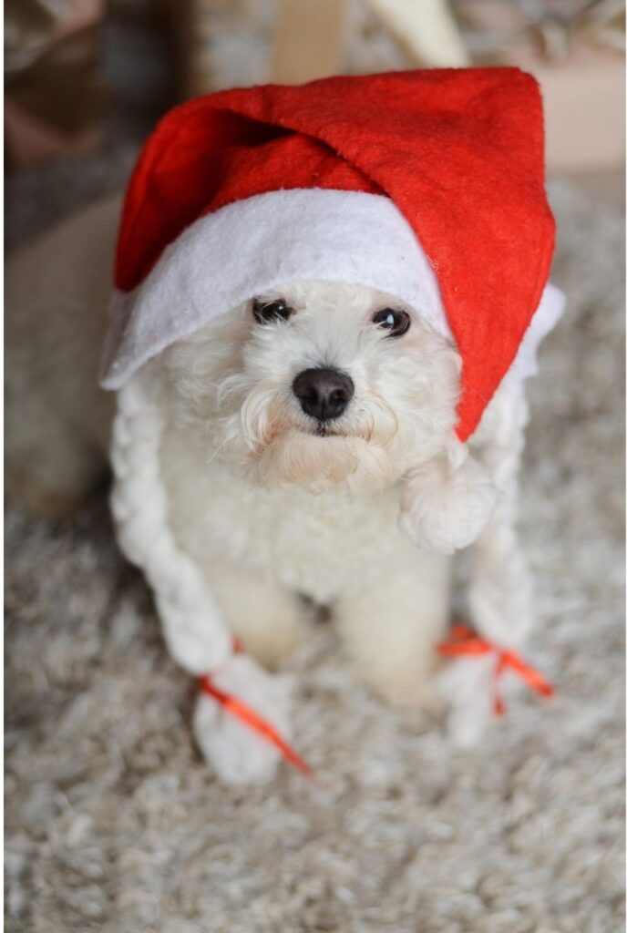 Bichon frise con gorrito de navidad