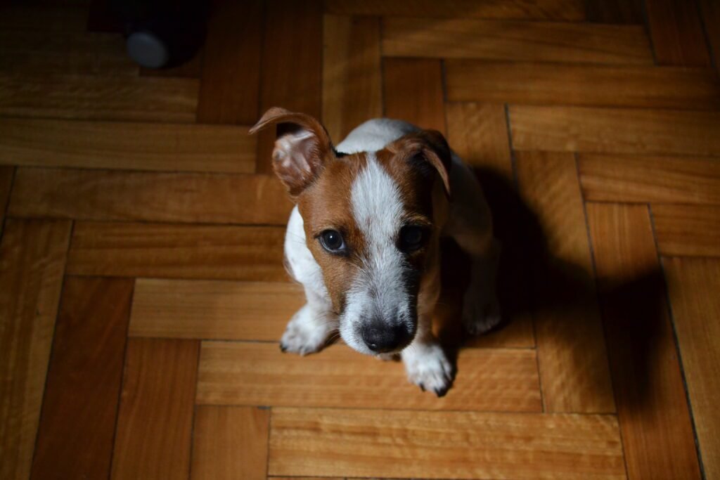 Knu, mi perro, mi mascota