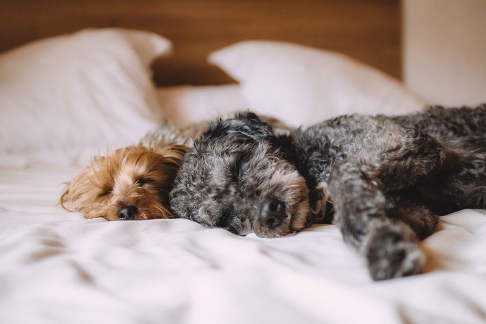 Mascotas durmiendo en la cama. 