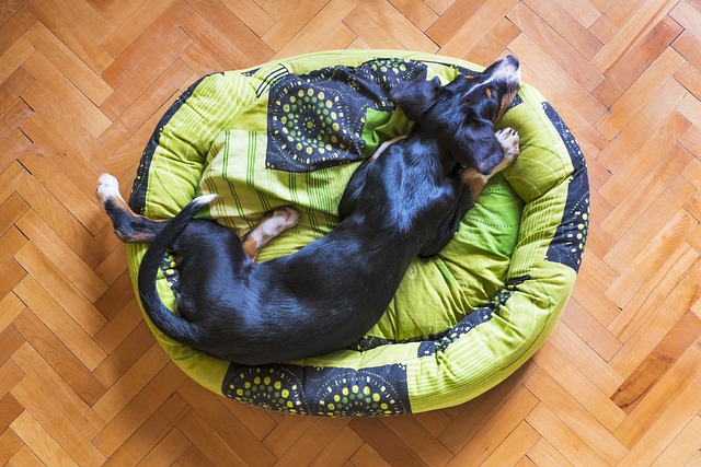 mascota tiene su propio espacio para dormir. su cama. 