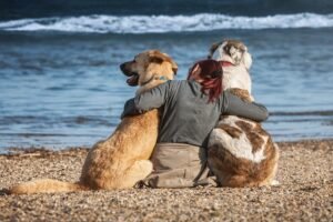 Estas Preparado para una Mascota? Acá Nuestra Checklist