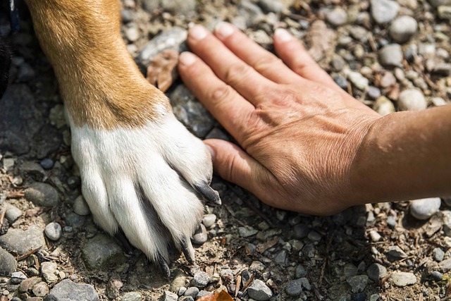 mascota pata y mi mano, incondicionales