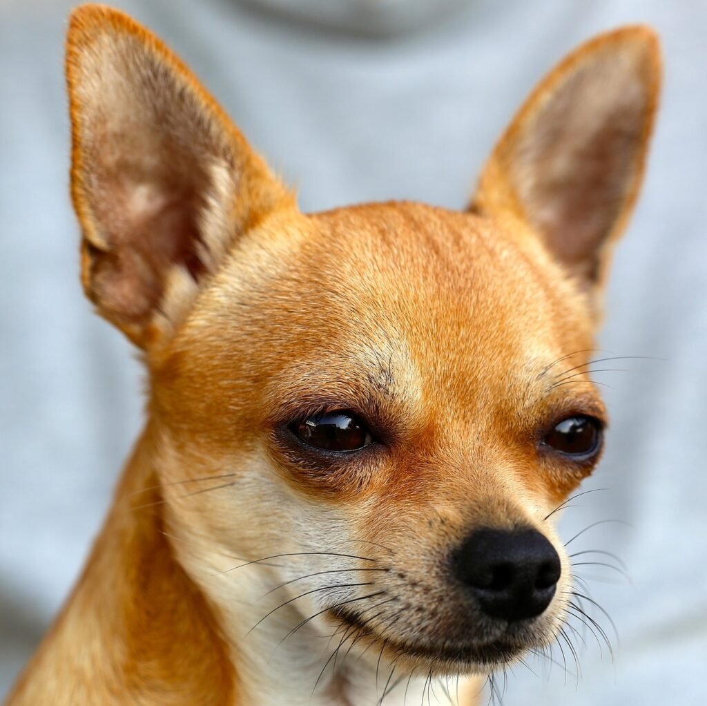 chihuhua en un dia no tan agradable