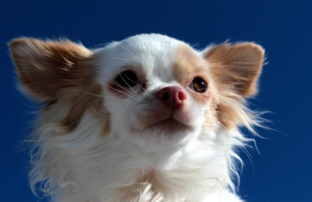 chihuahua en un dia reflexivo
