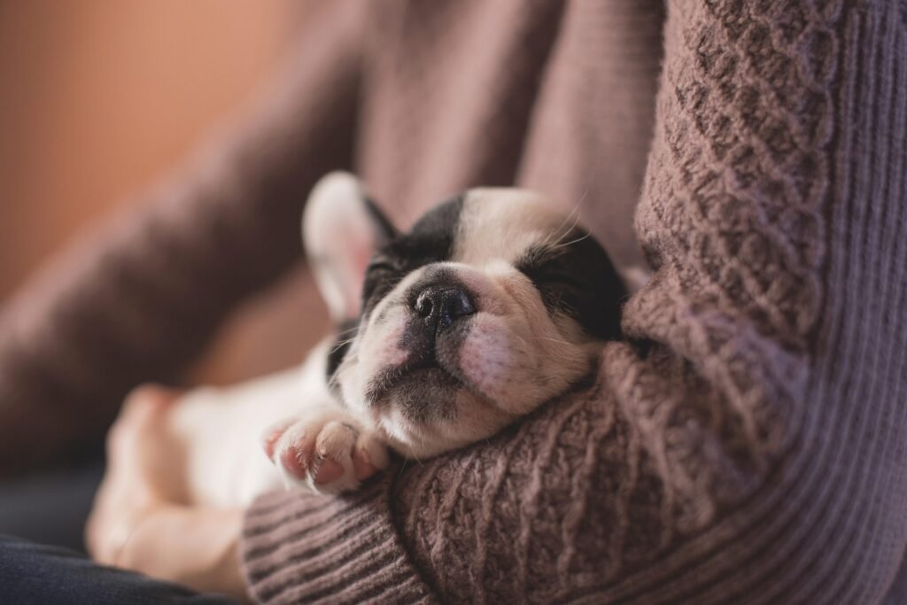 cuántas horas duerme un perro