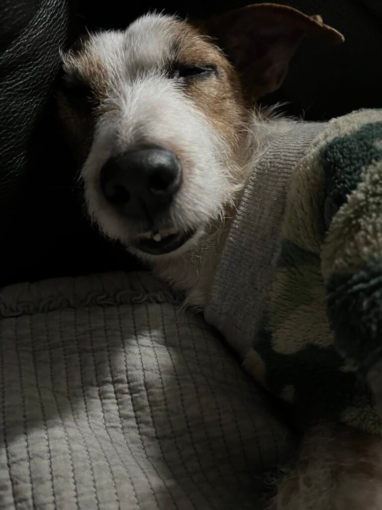 kanu durmiendo. Perro se mueve mientras duerme