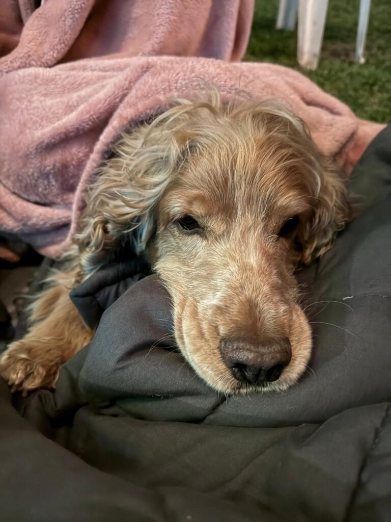 perro acostado con ganas de dormir