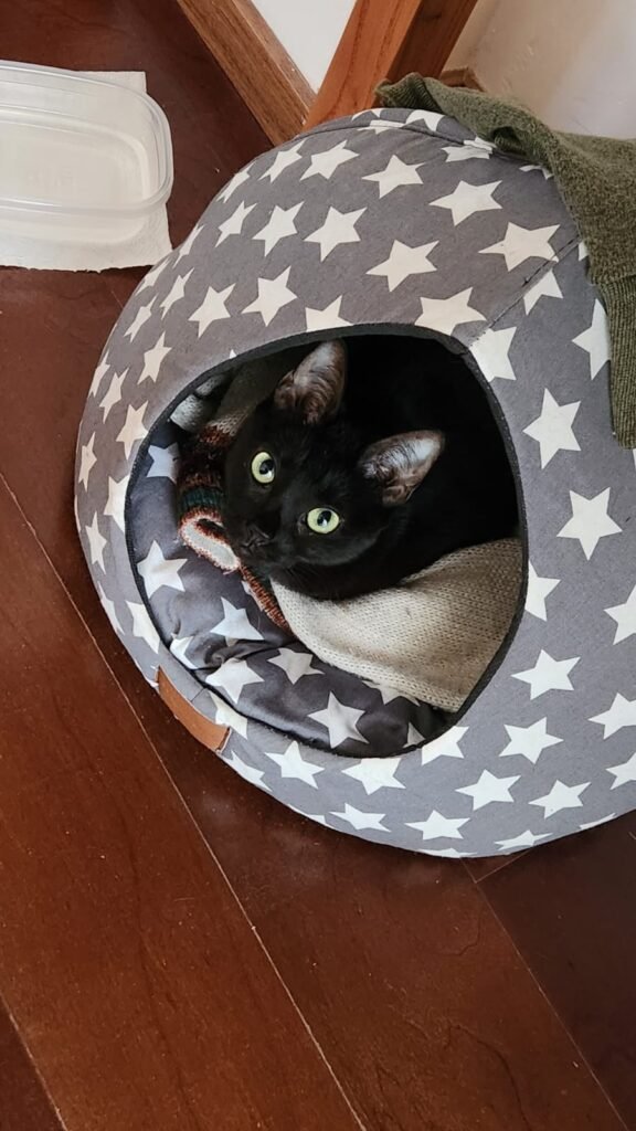 kiki en su cuchita - art tener un gato por primera vez