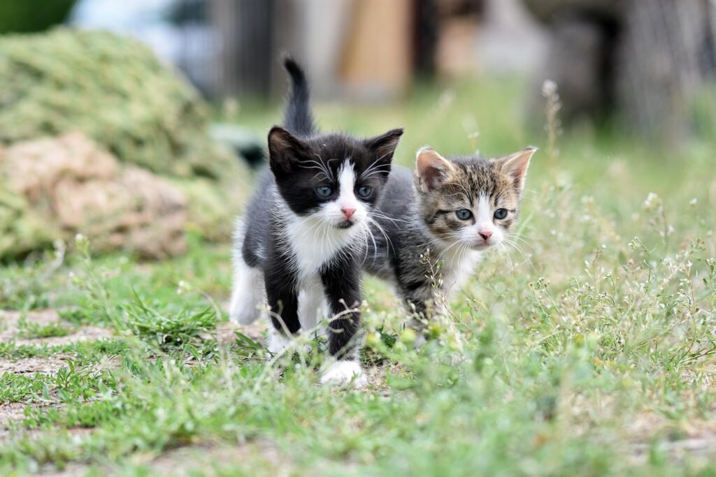 gatitos caminando - art tener un gato por primera vez