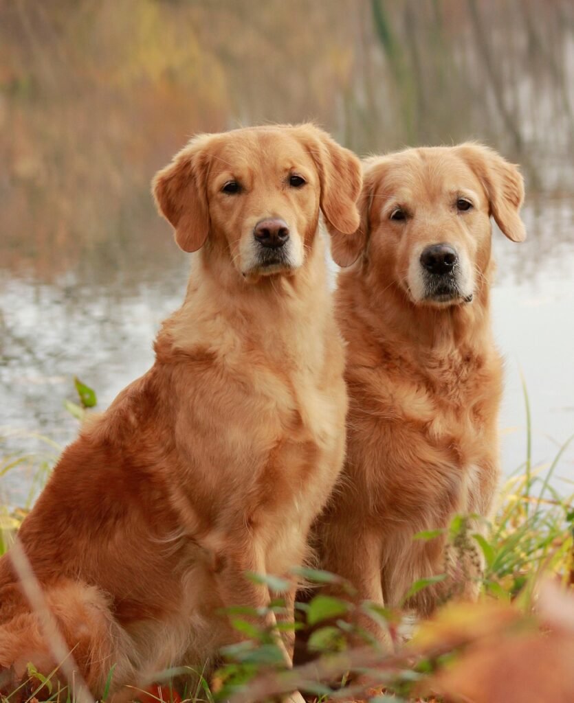 golden retriever posando