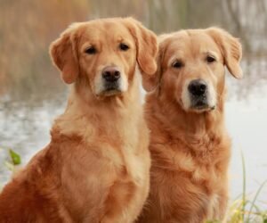 Hablemos de Diversidad: Golden Retriever, el perro que todos aman