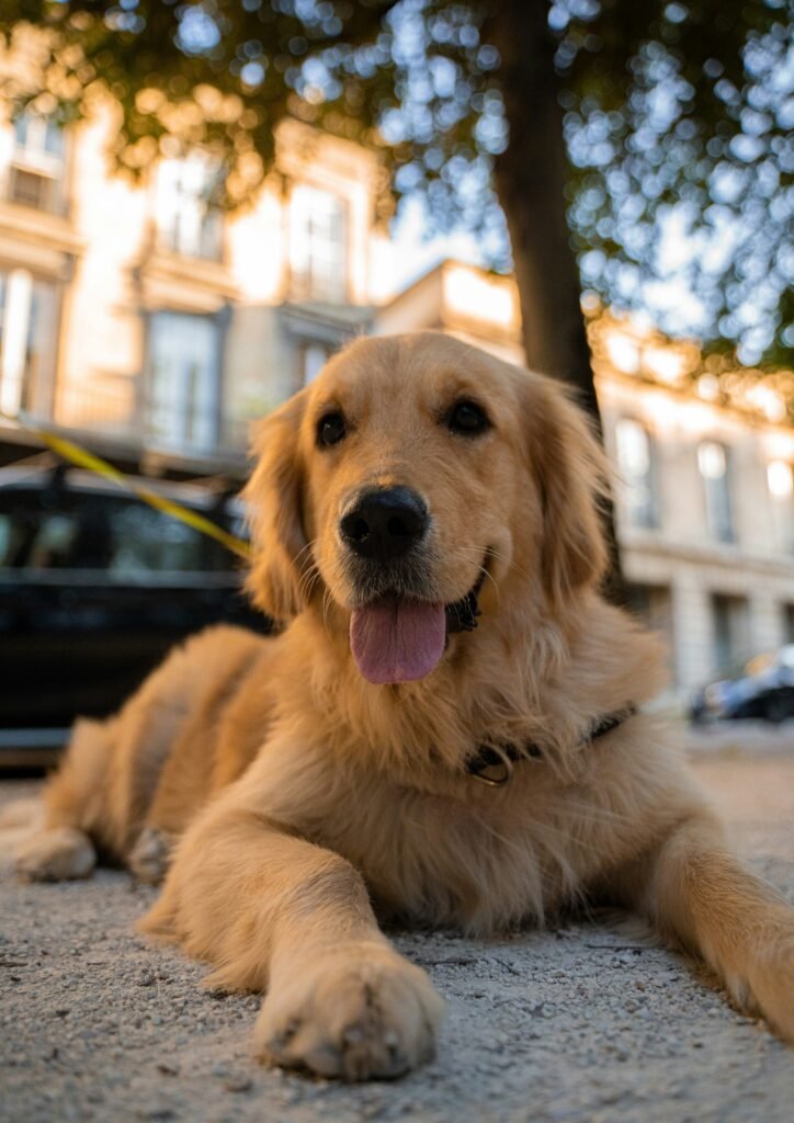 Golden retriever reposando en la calle