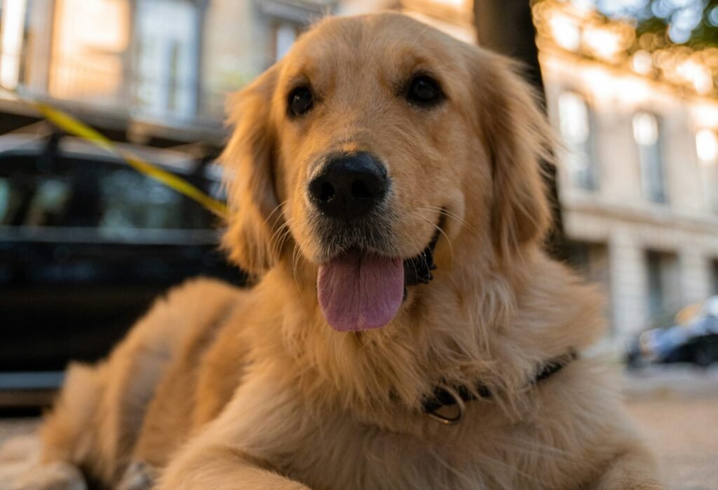 Golden retriever reposando en la calle