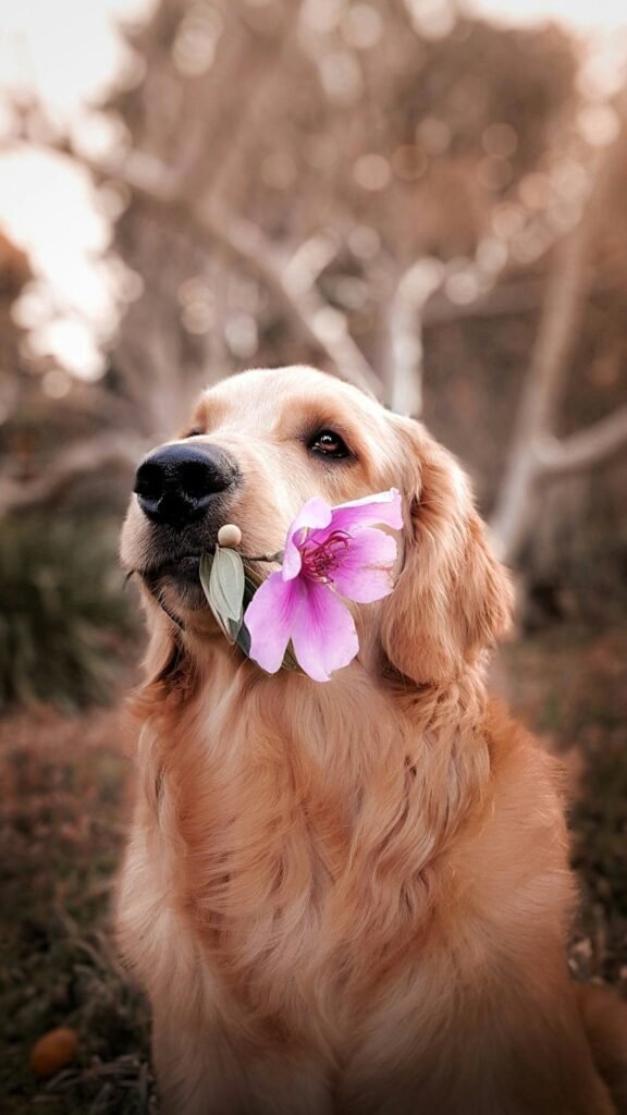 Golden retriever mordiendo una flor con ternura
