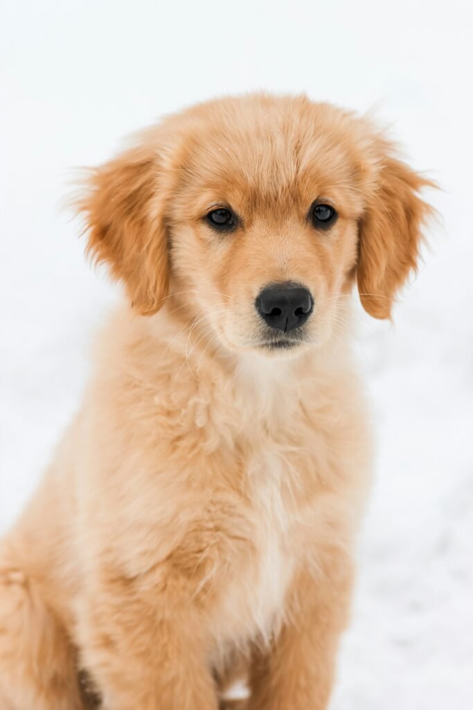 golden retriever cachorro posando
