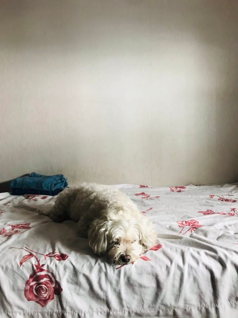 kipum mascota perro durmiendo arriba de la cama