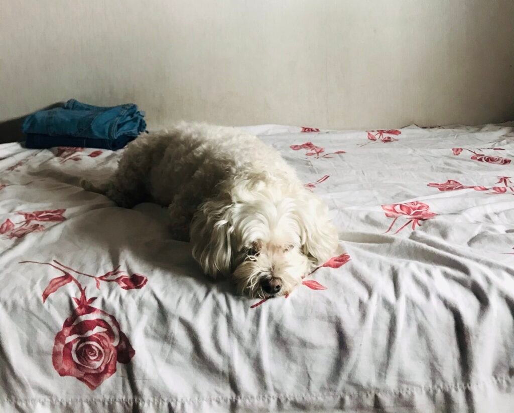 kipum durmiendo - art perro se mueve mientras duerme