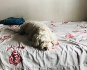 ¿Por qué mi perro se mueve y ladra mientras duerme?
