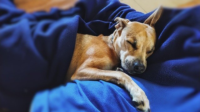 perrito durmiendo pacificamente