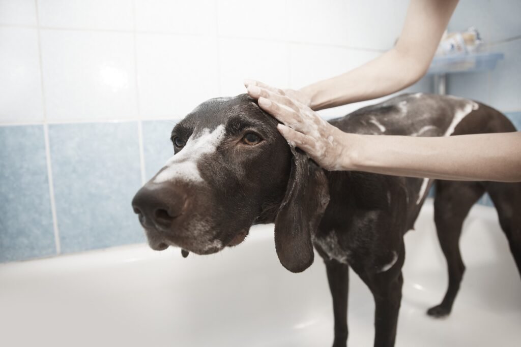 perro en el baño