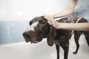 ¿Con qué frecuencia bañar a mi perro según su tipo de pelo?